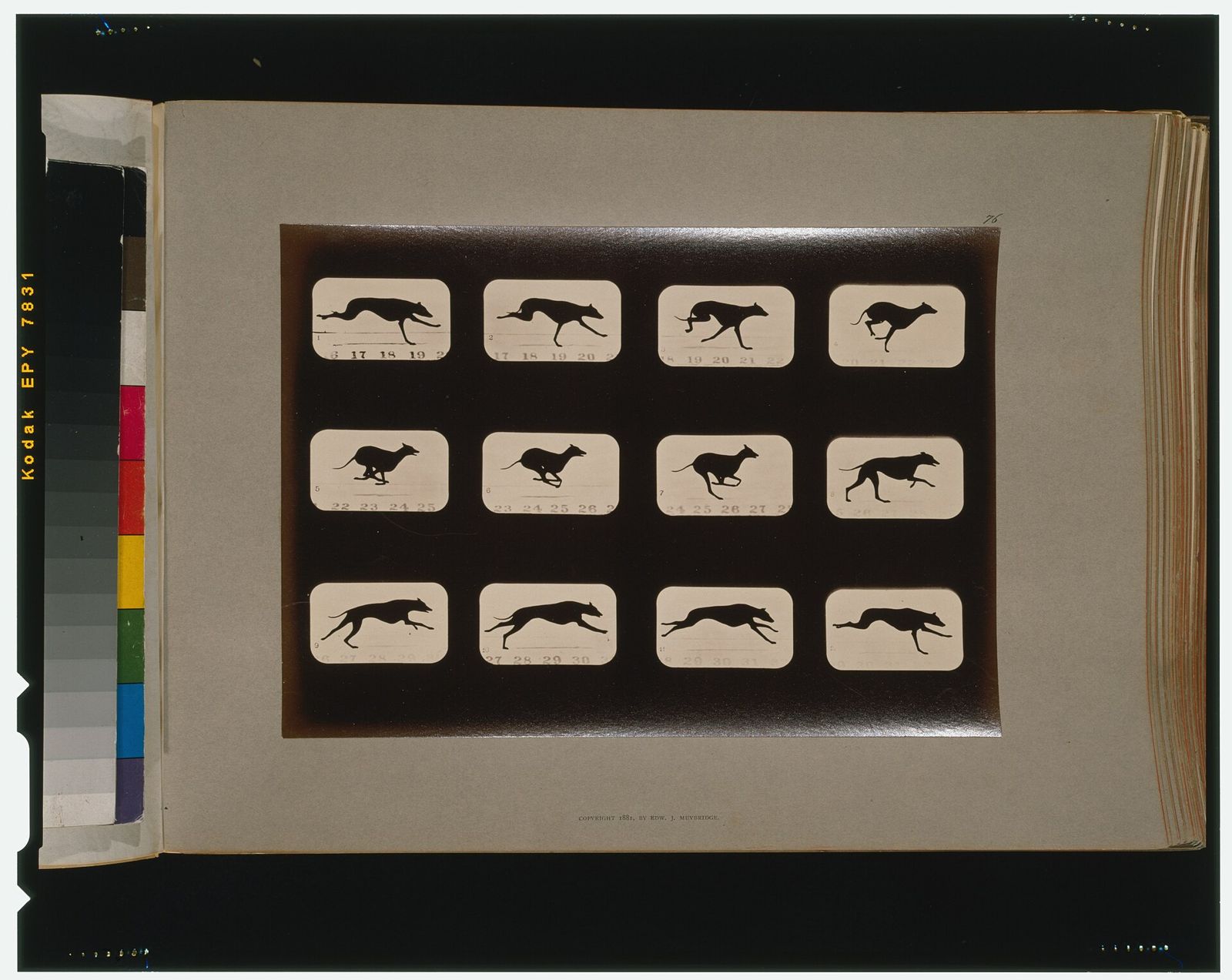 Secuencia fotográfica de Muybridge de un galgo corriendo