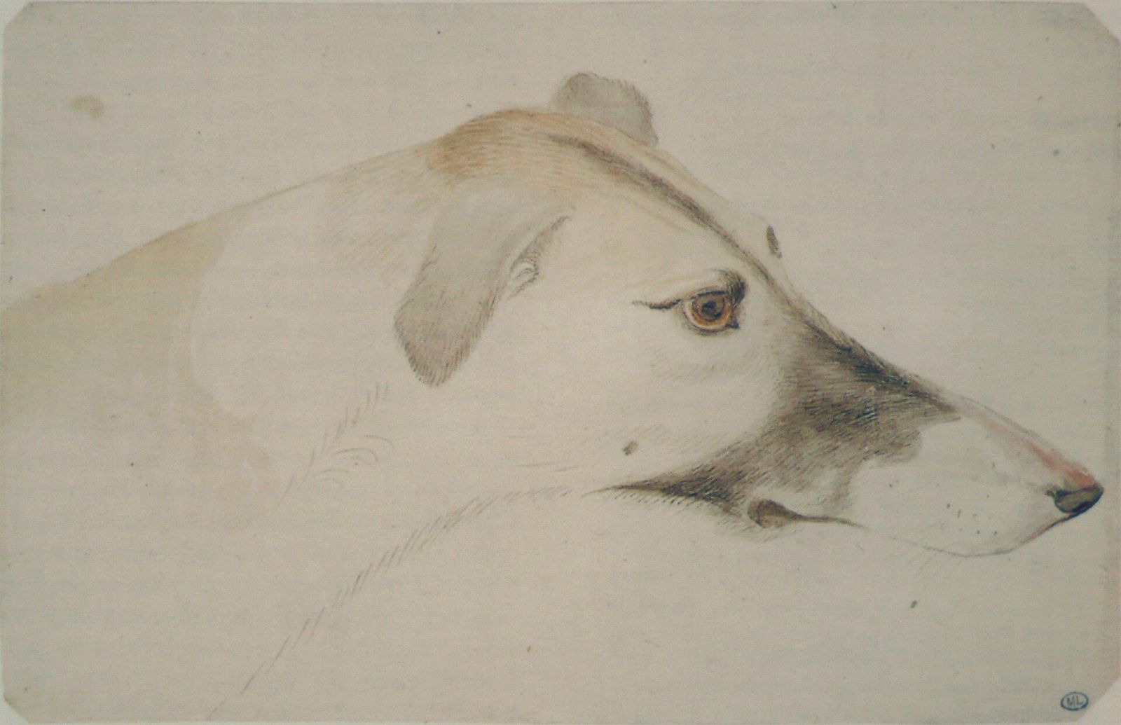 Dibujo de Pisanello: cabeza de lebrel